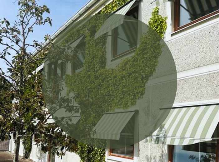 En inzoomad bild på Miljögårdens kontor utifrån på några av fönsterna en sommardag. Man kan se hur murgrönan kringlar sig upp på fasaden längs huset. Det finns grön-vit randiga markiser ovanför fönsterna. På bilden är det en transparent grön rund ring för att kunna visa texten